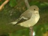 Pied Flycatcher at Gunners Park (Steve Arlow) (72054 bytes)